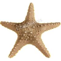 105696 ΑΣΤΕΡΙΕΣ LONG SPINE 5-6-